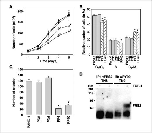 Figure 2. Effects of FGFR1-IIIb expression on basal cell growth, cell cycle, colony formation, and tyrosine phosphorylation of FRS2. A, basal cell growth (cell counting). Wild-type PANC-1 (•), control-transfected PN5 (▪) and PN6 (▴), and FGFR1-IIIb–expressing PF4 (○) and PF40 (□) cells (50,000 per well) were grown in six-well plates for the indicated time before counting. Points, mean cell number per well from three separate experiments; bars, SD. The points for PN5 and PN6 are nearly superimposed. *, P < 0.05, compared with wild-type PANC-1, PN5, and PN6. B, cell cycle analysis. Results are relative cell cycle distribution in percentage. Columns, mean of three separate experiments carried out in duplicate; bars, SD. *, P < 0.05, compared with wild-type PANC-1, PN5, and PN6. C, basal anchorage-independent growth. Indicated cells (5,000 per dish) were seeded and cultured in a soft agar system. Colony formation was determined after 14 d by an inverted light microscope after staining viable colonies by MTT solution. Results are number of colonies per cm2. Columns, mean of four separate experiments of triplicate determinations; bars, SE. *, P < 0.05, compared with wild-type PANC-1, PN5, and PN6. D, FGF-1 induced tyrosine phosphorylation of FRS2 in TAKA-1 pancreatic ductal cells. Control-transfected TN6 and FGFR1-IIIb–expressing TF9 cells were serum starved for 18 h and incubated in the presence of 5 nmol/L FGF-1 (+) in the presence of heparin (1 μg/mL) for 5 min followed by FRS2 immunoprecipitation (IP) and anti-phosphotyrosine (PY99) immunoblot (IB) analysis.