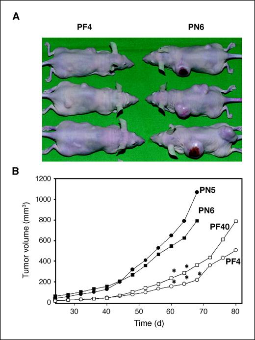 Figure 5. Effect of FGFR1-IIIb expression on xenograft formation. Indicated PANC-1–derived clones (1 × 106 cells) were injected s.c. at each of two sites in athymic (nude) mice. A, left, animals carrying tumors of FGFR1-IIIb–expressing PANC-1 cells; right, animals carrying tumors of control-transfected PANC-1 cells. B, tumor size was measured every 4 d. Tumor volume was determined as described in Materials and Methods. Results are mean tumor volumes of PN5 (•; n = 8), PN6 (▪; n = 22), PF4 (○; n = 13), and PF40 (□; n = 16) cells. No tumor formation was observed at sites injected with PF4 (3 of 16), PF40 (8 of 24), and PN6 (2 of 24) cells. *, P < 0.05, compared with PN5 and PN6.
