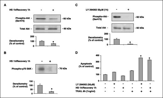 Figure 2. Role of PI3K/Akt in the potentiation of TRAIL-induced apoptosis by heat stress. A, the high baseline expression of p-Akt in M28 mesothelioma cells [phospho-Akt (Ser473)] is decreased at the end of heat stress. One representative experiment. Columns, mean of three experiments; bars, SE. *, P < 0.05 versus control. B, activation of SPR by heat also significantly inhibits the phosphorylation of p70S6K, a kinase downstream of Akt, measured at the end of heat stress. One representative experiment. Columns, mean of three experiments; bars, SE. *, P < 0.05 versus control. C, LY294002 (50 μmol/L for 1 h) significantly inhibits the high constitutive Akt phosphorylation in M28 mesothelioma cells. One representative experiment. Columns, mean of three experiments; bars, SE. *, P < 0.05 versus control. D, TRAIL alone (1 ng/mL for 8 h) induces minimal apoptosis in M28 mesothelioma cells. However, pretreatment with LY294002 (50 μmol/L for 1 h) or heat stress enhances the effect of TRAIL (1 ng/mL for 8 h). Columns, mean of three experiments done in triplicate; bars, SE. *, P < 0.05 versus TRAIL alone.