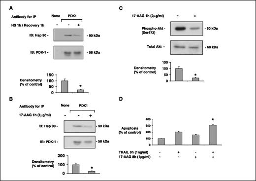 Figure 3. Heat stress and 17-AAG dissociate Hsp90 from PDK-1. A, M28 mesothelioma cells exposed to heat stress (43°C for 60 min, recovery 60 min) were subjected to lysis and immunoprecipitation (IP) with an antibody specific for PDK-1. The resultant immunoprecipitates were then examined via immunoblotting (IB) for Hsp90 and PDK-1. At baseline, PDK-1 associated with Hsp90. At 1 h after heat stress, the PDK-1 has mostly dissociated from Hsp90. In the absence of antibody, no nonspecific association is seen. One representative experiment of three. Columns, mean of at least three experiments; bars, SE. *, P < 0.05 versus no heat stress control. B, 17-AAG leads to a dissociation of Hsp90 from the PDK-1. M28 cells were exposed to 17-AAG (1 μg/mL for 1 h) and subjected to lysis and immunoprecipitation with an antibody specific for PDK-1. The resultant immunoprecipitates then were examined via immunoblotting for Hsp90 and PDK-1. One representative experiment. Columns, mean of three experiments; bars, SE. *, P < 0.05 versus controls. C, pretreatment with 17-AAG (2 μg/mL for 1 h) significantly decreases p-Akt. One representative experiment. Columns, mean of three experiments; bars, SE. *, P < 0.05 versus controls. D, TRAIL alone (1 ng/mL for 8 h) induces minimal apoptosis in M28 mesothelioma cells. However, 17-AAG (1 μg/mL) enhances the apoptosis due to TRAIL (1 ng/mL for 8 h). Columns, mean of three experiments done in triplicate; bars, SE. *, P < 0.05 versus TRAIL alone.