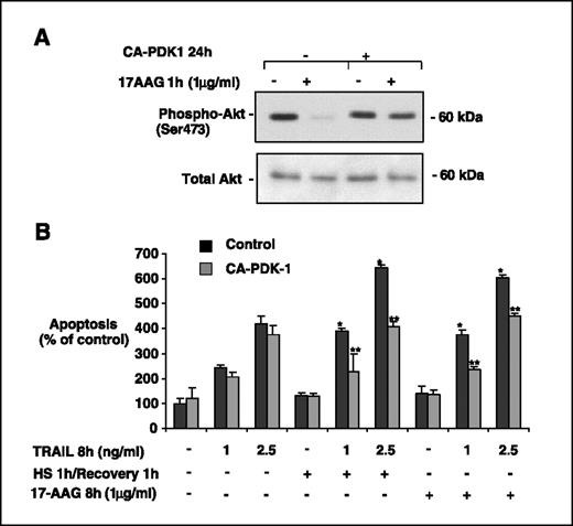 Figure 4. A constitutively active PDK-1 (CA-PDK-1) maintains Akt activity, thereby blocking the ability of heat stress or 17-AAG to potentiate TRAIL-induced apoptosis. A, M28 mesothelioma cells were subjected to mock transfection or transfection with a constitutively active PDK-1 plasmid. Forty-eight hours later, the cells were exposed to 17-AAG (1 μg/mL for 1 h). The active PDK-1 was able to prevent the decrease in p-Akt seen with 17-AAG. B, transfection of M28 cells with constitutively active PDK-1 prevented the ability of heat stress or 17-AAG (1 μg/mL for 8 h) to potentiate TRAIL-induced apoptosis. Columns, mean of three experiments done in triplicate; bars, SE. *, P < 0.05 versus TRAIL alone; **, P < 0.05 versus controls without constitutively active PDK-1.