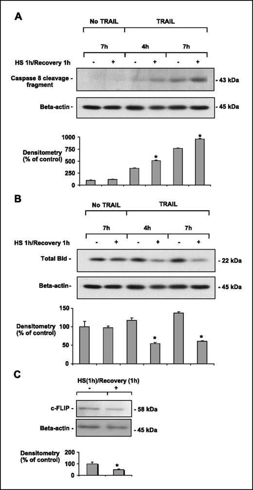Figure 5. Heat stress increases TRAIL-induced caspase 8 and Bid cleavage and decreases the expression of c-FLIP. A and B, M28 mesothelioma cells were exposed to heat stress (43°C for 60 min, recovery 60 min) followed by no treatment for 7 h or TRAIL (1 ng/mL) for 4 or 7 h. Heat stress led to an increase in TRAIL-induced caspase 8 cleavage as judged by an increased detection of the large 43-kDa fragment of caspase 8. In addition, heat stress induced an increase of the TRAIL-induced cleavage of Bid, as judged by a decrease in whole Bid. Actin was used as a standard to confirm equivalent protein loading. One representative experiment. Columns, mean of at least three experiments; bars, SE. *, P < 0.05 versus TRAIL alone. C, heat stress (43°C for 60 min, recovery 60 min) decreases expression of c-FLIP. One representative experiment. Columns, mean of at least three experiments; bars, SE. *, P < 0.05 versus controls.