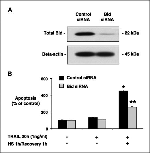 Figure 6. Heat stress requires Bid for full potentiation of TRAIL-induced apoptosis. A, M28 mesothelioma cells were transfected with either random or Bid-specific small interfering RNAs, showing almost complete inhibition of Bid protein expression by Bid-specific small interfering RNA at 48 h after transfection. B, M28 cells transfected 48 h previously with Bid-specific or random small interfering RNA were exposed to heat stress and TRAIL. The absence of Bid inhibited the effect of heat stress on subsequent TRAIL-induced apoptosis. Columns, mean of at least three experiments done in triplicate; bars, SE. *, P < 0.05 versus cells transfected with the random small interfering RNA.