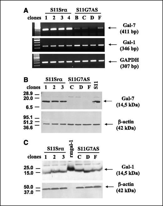 Figure 1. Inhibition of galectin-7 expression in antisense transfectants. The aggressive S11 T lymphoma cells were transfected with the Srα\puro expression vector containing the murine galectin-7 antisense cDNA, and stable transfectants (S11G7AS) that do not express galectin-7 were obtained. Control transfectants (S11Srα) included lymphoma cells transfected with the Srα\puro expression vector without cDNA insert. Level of galectin-7 (Gal-7) expression in the antisense transfectants was assessed by RT-PCR (A) and Western blot analysis (B) and found to be suppressed in all clones compared with those of the aggressive S11 cell lines and controls. Immunoblotting with β-actin was done as specificity control. Galectin-7 expression was not induced on long-term in vitro culture of the clones but was nevertheless always assessed by Western blot analysis before their in vivo testing. C, constitutive expression of galectin-1 in all transfectants was not decreased in all transfectants tested. Data are representative of three independent experiments. Recombinant mouse galectin-1 (rmgal-1) was used as a positive control for immunoblotting.