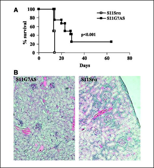 Figure 3. Decreased dissemination of lymphoma expressing galectin-7 antisense. A, survival analysis of 6- to 8-week-old syngeneic C57BL/6 mice injected i.v. via the tail vein with (106) galectin-7 antisense transfectants (▪; n = 10) or controls (□; n = 12). When clinical signs of lymphoma became evident (dyspnea, runting, and splenomegaly), the animals were killed and spleen, kidneys, and liver were harvested and fixed in 10% formalin for histologic examination or processed for RT-PCR or Western blot analysis. The results represent the pool of two independent experiments carried out with two distinct clones. B, effect of the inhibition of galectin-7 on the infiltration of aggressive lymphoma cells in peripheral organs. Histopathology of kidney showing the infiltration of control (S11Srα; right) or galectin-7 antisense (left) lymphoma cells found in the kidney. Magnification, ×400. Infiltration of lymphoma cells transfected with the antisense vector for galectin-7 was milder in the kidney compared with the control, which shows severe infiltration in the cortex. Sections were stained with H&E.