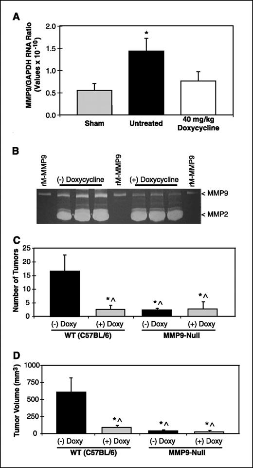 Figure 5. Genetic deletion of MMP9 prevents liver metastases. A, tissue MMP9 mRNA quantitation by real-time PCR in livers from WT sham-operated, 30 min hepatic ischemia and reperfusion, or I/R mice treated with doxycycline (40 mg/kg). Doxycycline produced a decrease in tissue MMP9 mRNA that exhibited a trend toward significance (*P = 0.056). B, serum MMP9 was diminished by doxycycline treatment as evaluated by zymography. Tumor number (C) and volume (D) in WT (WT C57BL/6) and MMP9 null (MMP9 KO) with or without continuous doxycycline treatment after tumor injection and 30 min hepatic ischemia and reperfusion. MMP9 KO mice, regardless of doxycycline treatment, had significantly (*P < 0.02) smaller total tumor volume and number, which was similar to WT mice treated with doxycycline.