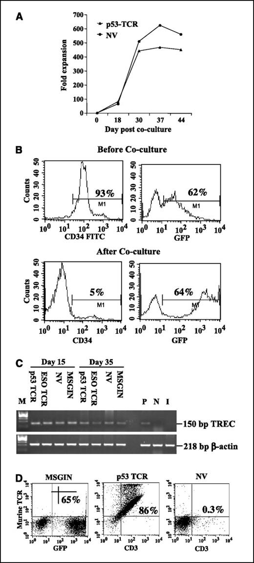 Figure 2. Expansion of transgene expression of in vitro developed T cells. A, cell number was counted at different time intervals after MSGV-p53-AIB–transduced HSCs (p53 TCR) were cocultured with OP9-DL1 as indicated. The fold expansion was based on the starting HSC numbers. Nontransduced HSCs (NV) cocultured with OP9-DL1 was used as control. B, expression of CD34 and GFP on transduced HSCs (top) and following coculture for 24 d with OP9-DL1 (bottom). C, PCR detection of TREC in T cells generated from HSCs cocultured with OP9-DL1 for 15 and 35 d. As a control, DNA from purified CD3+ CB was used as a positive control (P). DNA from adult PBLs was used as a negative control (N). DNA isolated from CD34+ HSCs before coculture with OP9-DL1 was shown as input cells (I). D, flow cytometry analysis of MSGIN or MSGV-p53-AIB (p53 TCR)–transduced HSCs cultured with OP9-DL1 for 24 d. Nontransduced HSCs (NV) cocultured with OP9-DL1 cell line for 24 d were used as a control. Data were gated as in (A).