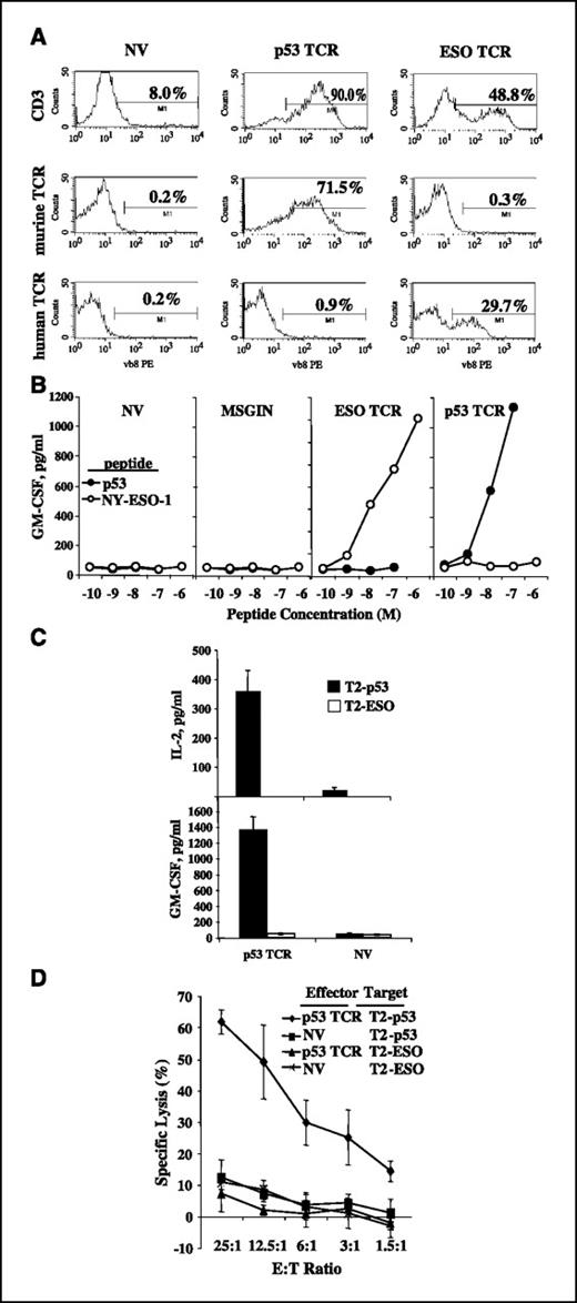 Figure 3. Antigen-specific functional responses of the T cells in vitro developed from tumor antigen TCR–transduced HSCs. A, flow cytometry analysis of CD3 and transduced TCR for MSGV-p53-AIB (p53 TCR, detected by anti-murine TCR), MSGE1APB (ESO TCR, detected by anti-human TCR), or nontransduced (NV) HSCs cocultured with OP9-DL1 for 30 d. Representative of two experiments. B, T cells generated by coculturing MSGV-p53-AIB (p53 TCR)–, MSGE1APB (ESO TCR)–, or MSGIN (MSGIN)–transduced HSCs with OP9-DL1 for 24 d [nontransduced HSCs (NV) were used as control] were cocultured with serial diluted p53 peptide–pulsed T2 cells (p53) or NY-ESO-1 peptide–pulsed T2 cells (NY-ESO-1). Twenty hours later, the supernatant collected from the coculture was subjected to ELISA for the detection of GM-CSF secretion. Representative of two experiments. C, T cells generated by coculturing MSGV-p53-AIB (p53 TCR)–transduced HSCs with OP9-DL1 for 42 d [nontransduced HSCs (NV) were used as control] were cocultured with p53 peptide–pulsed T2 cell line (T2-p53); NY-ESO-1 p156-165V peptide–pulsed T2 cells (T2-ESO) were used as a control. Production of IL-2 and GM-CSF was determined by ELISA. Representative of three experiments. D, T cells generated by coculturing MSGV-p53-AIB–transduced HSCs (p53 TCR) or nontransduced HSCs (NV) with OP9-DL1 for 44 d were cocultured with 51Cr-labeled, p53 peptide–pulsed T2 (T2-p53) or NY-ESO-1 peptide–pulsed T2 (T2-ESO) for 4 h, and 51Cr release was measured. Representative of two experiments.