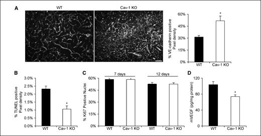 Figure 2. Tumors implanted into Cav-1 KO mice exhibited increased vascularity and decreased apoptosis without changing tumor cell proliferation. A, LLC cells implanted s.c. in WT or KO mice were excised at day 7 after tumors become palpable and fixed in 3% paraformaldehyde. Frozen sections (60 μm) of the tumor tissue were immunofluorescently labeled for blood vessels (VE-cadherin, white). Immunofluorescent images were captured at 2-μm sections spanning a total of 40 μm per tumor area (two areas per tumor, n = 4–5 tumors each); each image was subtracted for background fluorescence and deconvolved using the Openlab software (Improvision). A final merge of 19 sections resulting in a 38-μm-thick section was quantified for the amount of VE-cadherin staining relative to total pixel density. Columns, mean; bars, SE. *, P < 0.05 compared with WT by Student's t test. B, 5-μm paraffin sections of the tumor tissue were processed for TUNEL staining to label apoptotic nuclei. The total number of apoptotic nuclei was scored from five to eight areas per tissue section and two sections per tumor (n = 4–5 per group). The average percentage of TUNEL-positive nuclei per area was compiled from each tumor. Columns, mean; bars, SE. *, P < 0.01 compared with WT by Student's t test. C, 5-μm paraffin sections of the tumor tissue were also immunohistochemically stained for Ki-67 to label proliferative nuclei and counterstained with hematoxylin to label all nuclei. The total number of Ki-67–positive nuclei was scored from four areas per tissue section and two sections per tumor (n = 4–7 per group). The average percentage of Ki-67–positive nuclei per total nuclei was compiled from each tumor. Columns, mean; bars, SE. D, tumor tissue was homogenized and resuspended in homogenization buffer and processed for quantitative ELISA determination of murine VEGF120 and VEGF164 (R&D Systems). Average levels of murine VEGF: Columns, mean (n = 6 per group); bars, SE. *, P < 0.01 compared with WT by Student's t test. Bar, 100 μm.