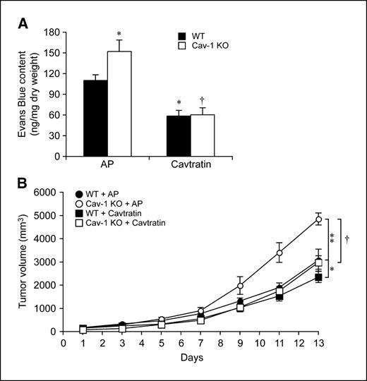 Figure 3. The tumor hyperpermeability and increased tumor growth in Cav-1 KO mice can be decreased by cavtratin. A, 106 LLC cells were implanted s.c. in WT (▪) or Cav-1 KO (□) mice. Mice with tumor sizes between 1,000 and 2,000 mm3 were randomized to receive either antennapedia (control peptide) or cavtratin at 2.5 mg/kg by i.p. injection at 16 and 1 h before Evans blue injection (30 mg/kg, i.v.; 30 min). Evans blue was then extracted and quantified spectrophotometrically at 630 nm. *, P < 0.05, compared with WT mice injected with antennapedia; †, P < 0.001, compared with Cav-1 KO mice injected with antennapedia by Student's t test (n = 6–8 each). B, Cav WT (•,▪) and KO (○,□) mice were treated with either control antennapedia peptide (•,○) or cavtratin (▪,□) at 2.5 mg/kg by i.p. injection daily. Tumor volume measured every 2 d by caliper and plotted. *, P < 0.005, compared with WT mice injected with antennapedia (P < 0.05 on day 13 by Bonferroni post hoc test); **, P < 0.0001 compared with WT mice injected with antennapedia (P < 0.001 on days 11 and 13 by Bonferroni post hoc test); †, P < 0.0001 compared with Cav-1 KO mice injected with antennapedia (P < 0.01 on day 9 and P < 0.001 on days 11 and 13 by Bonferroni post hoc test) by two way ANOVA; (n = 6 each).