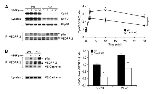 Figure 4. Cav-1 KO MLECs have increased VEGFR-2 phosphorylation and decreased association with the adherens junction complex protein, VE-cadherin. A, endothelial cells were isolated from WT and Cav-1 KO mice and plated until confluency before stimulating with VEGF (100 ng/mL) for the indicated times. Lysates were Western blotted for total amounts of Hsp90 (as loading control), Cav-1, and Cav-2. The absence of Cav-1 with concomitant decreased Cav-2 expression confirmed the genotype. Cell lysates were then immunoprecipitated for VEGFR-2 and Western blotted for tyrosine phosphorylated VEGFR-2 (pTyr) and total VEGFR-2. VEGFR-2 is present in two forms (arrowheads) with the higher glycosylated form (white arrowhead) being one that is tyrosine phosphorylated. Note the hyperphosphorylation of VEGFR-2 in response to VEGF in the Cav-1 KO endothelial cells. These blots are representative of three different experiments. Points, relative mean densitometric ratios of pTyr to VEGFR-2; bars, SE. *, P < 0.0001, compared with WT by two-way ANOVA (*, P < 0.01 at times 2, 10, and 30 by Bonferroni post hoc test). B, similar to (A), the adherens junction protein, VE-cadherin was coimmunoprecipitated with VEGFR-2 before and after VEGF stimulation. There is less association between VEGFR-2 and VE-cadherin in Cav-1–deficient endothelial cells. Columns, relative mean densitometric ratios of VE-cadherin to total levels of VEGFR-2 were plotted from three different experiments; bars, SE. *, P < 0.05 compared with WT CONT.