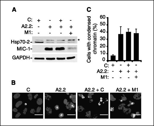 Figure 1. Depletion of Hsp70-2 induces MIC-1–independent apoptosislike cell death. HeLa cells were transfected with the control (C), Hsp70-2 (A2.2), and MIC-1 (M1) siRNAs in indicated combinations and analyzed 96 h later for the expression of Hsp70-2, MIC-1, and GAPDH (loading control) by immunoblotting (A) and for apoptosislike chromatin condensation by Hoechst 33342 staining and microscopy (B and C). A minimum of 6 × 30 cells were counted for each experiment. C, columns, means of three independent experiments; bars, SD. B, bar, 20 μm.