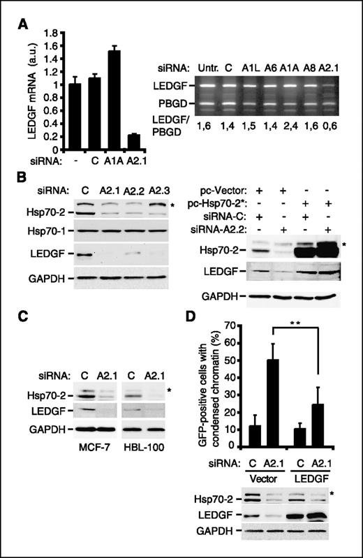 Figure 2. Cell death induced by Hsp70-2 depletion is mediated by LEDGF down-regulation. HeLa (A and B), MCF-7, and HBL-100 (C) cells were transfected with indicated siRNAs (C, control; A1A, Hsp70; A2.1, A2.2, and A2.3, Hsp70-2; A1L, Hsp70-1L; A6, Hsp70-6; A8, Hsc70) or plasmids and analyzed for the expression of the indicated mRNAs by Affymetrix genechip array (A, left) or RT-PCR (A, right) and proteins by immunoblotting (B and C) 48 and 84 h after the transfection, respectively. The values in (A, left) are arbitrary units normalized to the untreated cells; columns, means of two independent chip sets (four combinations); bars, SD. Hsp70-2* encodes for Hsp70-2 with two silent mutations in the sequence recognized by A2.2 siRNA. *, an unspecific band detected by the Hsp70-2 antiserum. D, HeLa cells were cotransfected with pEGFP-N1 and indicated plasmids and siRNAs 96 h before the analysis of apoptosislike chromatin condensation. A minimum of 6 × 30 green cells per experiment were counted. Columns, means of three independent experiments; bars, SD. **, P value <0.01.