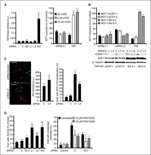 Figure 4. Knockdown of LEDGF induces cathepsin-dependent cell death that bypasses the Bcl-2 checkpoint. A, HeLa cells treated with a control, Hsp70-2, or LEDGF siRNAs for 72 h or with 50 μmol/L etoposide for 24 h were analyzed for effector caspase (DEVDase) activity (left). The values are represented as arbitrary units. Columns, means of three independent triplicate experiments; bars, SD. MCF-7 cells treated with LEDGF siRNA for 96 h or with 5 ng/mL TNF for 24 h were analyzed for cell density by MTT reduction assay (right). When indicated, zVAD-fmk was added to the cultures at the final concentration of 5 or 75 μmol/L 48 h before the analysis. The data are presented as percentage of MTT reduction in untreated cultures. Columns, means of three independent triplicate experiments; bars, SD. B, single cell clones of MCF-7 cells transfected with an empty pCEP vector (pCEP-1 and pCEP-2) or pCEP encoding for Bcl-2 (Bcl-2-1 and Bcl-2-2) were treated with indicated siRNAs for 96 h or with 5 ng/mL TNF for 24 h and analyzed for the indicated proteins by immunoblotting and for cell density by MTT reduction assay. The data are presented as percentage of MTT reduction in untreated cultures. Columns, means of three independent triplicate experiments; bars, SD. C, HeLa cells were treated with a control or LEDGF siRNA for 48 h and stained with acridine orange (AO). The intensity of the red staining was analyzed as described in Materials and Methods. Representative confocal images (bar, 20 μmol/L) and histograms with average red staining intensity (AO) per pixel are shown. MCF7-eGFP-LC3 were treated with olicofectamine alone (−) or with control or LEDGF siRNAs for 72 h, fixed and analyzed for the translocation of LC3 to vesicular structures (autophagosomes) by confocal microscopy. Histograms with percentages of green cellular cross-sections with over five LC3 positive dots are shown (right). Columns, means for three independent duplicate experiments; bars, SD. D, HeLa cells treated with a control, Hsp70-2, or LEDGF siRNA for 72 h or with 50 μmol/L etoposide for 24 h were analyzed for the cytosolic and total cysteine cathepsin activities (left). The values for the cytosolic cysteine cathepsin activity are presented as percentages of the total activity. The same cells were analyzed 96 h later for apoptosislike nuclear condensation (right). When indicated, cathepsin B inhibitor (CRA12529) was added at indicated concentrations. Columns, means of three independent experiments; bars, SD. *, P value <0.05; **, P value <0.01 as compared with the cells transfected with a control siRNA (A, left; C; and D, left) or with a vector (B), or with the cells without zVAD-fmk (A, right) or CRA12529 (D, right).