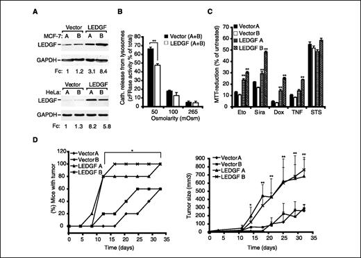 Figure 5. LEDGF induces resistance to the lysosomal cell death pathway and enhances tumorigenecity. A, stable single cell clones of MCF-7 and HeLa cells transfected with an empty vector or human LEDGF were analyzed for the expression of LEDGF and GAPDH by immunoblotting. B, the stability of lysosomes isolated from indicated MCF-7 transfectants was analyzed in vitro by incubating them for 45 min in isotonic (265 mOsm) and hypotonic (50–100 mOsm) conditions. The data are presented as percentage of cysteine cathepsin activity released to the supernatant. Columns, means of two independent duplicate experiments; bars, SD. C, the indicated MCF-7 transfectants were treated with 100 μmol/L etoposide (Eto), 4 μmol/L siramesine (Sira), 5 μmol/L doxorubicin (Dox), 5 ng/mL TNF or 100 nmol/L staurosporine (STS) for 24 h and analyzed for cell density by MTT reduction assay. The data are presented as percentage of MTT reduction in untreated cultures. Columns, means of three independent triplicate experiments; bars, SD. D, the indicated HeLa transfectants (1.5 × 106 per mouse, n = 5) were inoculated s.c. into SCID mice, and the tumor growth was followed for 33 days. The data indicate the percentage of mice with a measurable tumor (r > 2.5 mm; left). Points, mean tumor volume in tumor-bearing mice; bars, SD (right). *, P value <0.05; **, P value <0.01 when LEDGF-transfected cells are compared with either one of the vector-transfected cells (B and C) or when either one of LEDGF/75-transfected clones is compared with either one of vector-transfected clones (D).