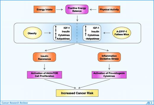 Figure 1. Schematic representation of the mechanisms underlying the obesity-cancer link. Positive energy balance due to excessive caloric intake and/or decreased energy expenditure leads to obesity. The A-Zip/F-1 mice also have increased caloric intake but have no adipose tissue or adipokines. Common metabolic consequences are insulin resistance and inflammatory stress that contribute to cancer risk. Increased cancer risk in A-ZIP/F-1 mice suggests that adipose tissue and adipokines are not required for tumor development; rather, insulin resistance and inflammation may be key to understanding the obesity-cancer link.