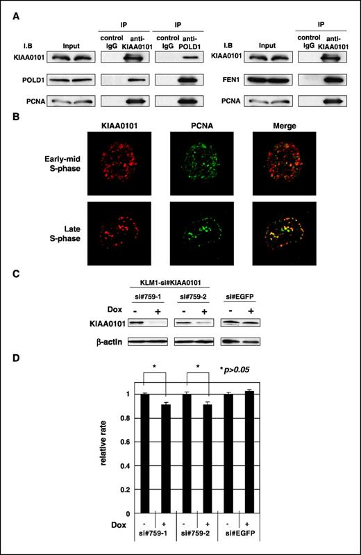 Figure 4. Involvement of KIAA0101 with DNA replication. A, the KIAA0101-interacting proteins were identified by a matrix-assisted laser desorption/ionization time-of-flight system after in-gel trypsin digestion following immunoprecipitation by anti-KIAA0101 antibody; they were identified as PCNA, POLD1, and FEN1. These interactions were confirmed by immunoprecipitation experiments. All of these proteins are involved with DNA replication, and POLD1 and FEN1 also bind to PCNA as well as KIAA0101. B, in early-mid and late S phase, endogenous KIAA0101 was colocalized with PCNA in the nucleus of KLM-1 cells within replication foci. The overlap between KIAA0101 staining (red) and PCNA (green) is in yellow (merge, right). C, for a doxycycline (Dox)–inducible siRNA-expression system, Western blot analysis validated knockdown of KIAA0101 by doxycycline treatment in si#759-1 and si#759-2 clones but not in a control clone (pTER-si#EGFP). Western blotting of anti-β-actin antibody served as a quantitative control. D, BrdUrd incorporation assay evaluated the ability of DNA replication of si#759-1 and si#759-2 clones and pTER-si#EGFP with or without doxycycline treatment. Relative ratio of BrdUrd absorbance/MTT absorbance in each clone with doxycycline treatment was calculated (Y-axis) comparing with those without doxycycline treatment as a control. DNA synthesis was significantly decreased when KIAA0101 expression in KLM1-si#759-1 and KLM1-si#759-2 clones was suppressed by doxycycline treatment (P < 0.05, Student's t test), although no effect on DNA synthesis was observed in the control KLM1-si#EGFP clone by doxycycline treatment.