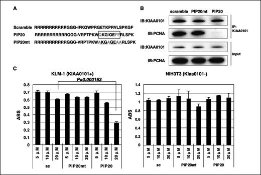 Figure 6. Inhibition of the interaction between KIAA0101 and PCNA by cell-permeable dominant-negative peptides. A, a dominant-negative peptide (PIP20) containing PIP box (QKGIGEFF indicated by box, the conserved residues: gray letters) and its mutant peptide (PIP20mt) with the conserved PIP box residues replaced with alanines (AKGAGEAA, underlined) were designed and conjugated them with arginine (R)-repeat to facilitate cell permeability. B, in in vitro study, immunoprecipitation validated the inhibition of the interaction between PCNA and KIAA0101 by PIP20 treatment, but PIP20mt and scramble peptide did not affect the interaction between PCNA and KIAA0101. C, PIP20 treatment significantly suppressed cell growth of KIAA0101-expressing KLM-1 dose-dependently (P = 0.000163, Student's t test), whereas PIP20mt and scramble peptide (sc) did not. On the other hand, PIP20 did not affect the growth of mouse normal cell line (NIH3T3 cells) that did not express Kiaa0101. The numbers of viable cells were measured by MTT assay. Y-axis, absorbance at 490 nm (MTT assay), and at 630 nm as reference, measured with a microplate reader.