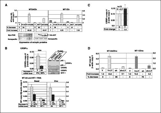 Figure 3. A, ectopic expression of the constitutively active PI3K and AKT inhibits zinc-induced expression of MT genes. H293T cells were transiently transfected with mammalian expression vector for constitutively active myristylated PI3K (P110*) or myristylated kinase dead PI3K [P110(*KR)] or the corresponding empty vector (V). In another set of experiments, the empty vector, expression vector for constitutively active myristylated AKT (AKT*), or kinase inactive mutant of AKT [AKT(KR)] were transfected in H293T cells. After 36 h, cells were treated with ZnSO4 (50 μmol/L) for another 3 h followed by protein and RNA analysis. Top, MT-2A and MT-1 expression was analyzed by real-time RT-PCR. The basal expression of these genes is very low (not detectable) in H293T cells. Each sample was assayed in triplicate. Columns, mean of three independent experiments; bars, SD. Bottom left and right, ectopic expression of PI3K and AKT variants was confirmed by Western blot analysis with anti-Myc and anti-HA antibodies, respectively. B, shRNA-mediated depletion of C/EBPα reduces MT expression in Hep3B cells. Top, cells infected with pRetroSuper (V) or C/EBPα-shRNA cloned into pRetroSuper (sh) and selected with puromycin. RNA and protein isolated from these cells were subjected to real-time RT-PCR and Western blot analysis, respectively. Whole-cell extracts (250 μg protein) were subjected to Western blot analysis with specific antibodies. Bottom, basal and zinc-induced expression of MT-2A and MT-1 is decreased in C/EBPα-depleted cells as analyzed by real-time RT-PCR. Cells were treated with ZnSO4 (50 μmol/L) for 3 h before real-time RT-PCR. C, C/EBPα expression is not significantly altered in human primary HCCs (T) compared with matching normal tissues (N). RNA from 12 samples was subjected to real-time RT-PCR with primers specific for C/EBPα and β-actin. D, depletion of C/EBPα from Hep3B cells abrogated inhibitory effect of PI3K on MT expression. The vector-transfected or the C/EBPα-depleted Hep3B cells were treated with LY294002 (50 μmol/L) for 1 h followed by zinc treatment for an additional 3 h. DNase I–treated total RNA was subjected to real-time RT-PCR. Each sample was assayed in triplicate. Columns, mean of three independent experiments; bars, SD.