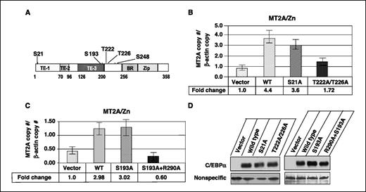 Figure 4. Phosphorylation of C/EBPα at T222/T226 is essential for MT gene transactivation. A, schematic representation of serine/threonine phosphorylation sites of C/EBPα. TE, transregulatory domain; BR, basic region (DNA binding); Zip, leucine zipper. B, T222A and T226A double mutant of C/EBPα cannot induce MT-2A expression. C/EBPα-depleted cells were transfected with expression vectors specific for the WT or mutant proteins. Cells transfected with the vector (pcDNA3.1) were used as control. After 24 h, cells were split into two, and 12 h later, one group was subjected to Western blot analysis and the other part was subjected to real-time RT-PCR after zinc treatment for 3 h. Each sample was analyzed in triplicate. Columns, mean of three data; bars, SD. C, Western blot analysis with C/EBPα-specific antibody (25 μg protein). Phosphorylation at S193, another PI3K regulatable site, is not required for MT-2A expression. C/EBPα-depleted cells were transfected with the empty vector (pAdTrack), WT, or mutant constructs and subjected to real-time RT-PCR analysis after zinc treatment as described in (B). Each sample was assayed in triplicate. Columns, mean of three independent experiments; bars, SD. D, expression of ectopic proteins are comparable. Western blot analysis of whole-cell extracts (50 μg protein) using C/EBPα antibody.