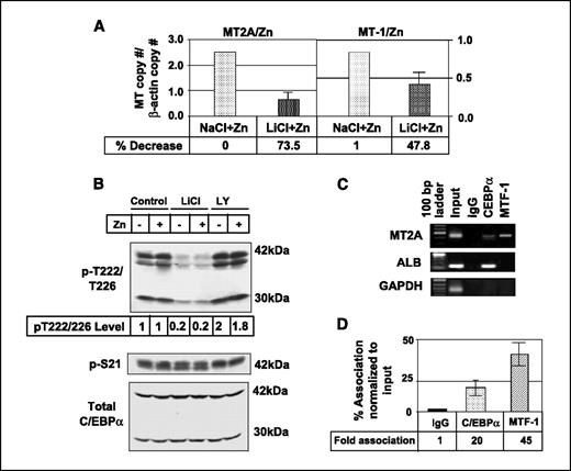 Figure 5. A, LiCl inhibits MT expression in Hep3B cells. Real-time RT-PCR analysis of MT-2A and MT-1 in cells treated with LiCl. Hep3B cells were treated with 25 mmol/L LiCl (a specific inhibitor of GSK-3) and NaCl for 1 h followed by zinc-treatment for 3 h. B, phosphorylation at T222/T226 is specifically decreased in cells treated with LiCl but increased in cells treated with LY294002. Whole-cell extracts (250 μg) were subjected to SDS-PAGE in parallel lanes and subjected to immunoblot analysis with anti–phospho-T222/T226, anti–phospho-S21, and C/EBPα antibodies. C, C/EBPα associates with MT-2A promoter in vivo. Formaldehyde cross-linked chromatin was precipitated with anti-C/EBPα, MTF-1 IgG, or normal rabbit IgG followed by amplification of MT-2A, albumin (ALB), or GAPDH promoter with specific primers. An aliquot of input chromatin (1:100) was used as control. The experiment was repeated thrice. Representative data. D, quantitative analysis of the association of C/EBPα and MTF-1 with MT-2A promoter. Chromatin immunoprecipitated DNA and input DNA (100-fold dilution) were subjected to real-time PCR with MT-2A promoter-specific primers. The results are normalized to the MT-2A copy number of input DNA and fold association was determined compared with the copies pulled down by rabbit IgG.