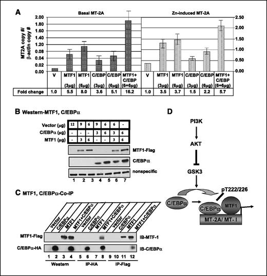 Figure 6. A to C, MTF-1 and C/EBPα interact in vivo and synergistically activate MT expression. A, C/EBPα-depleted Hep3B cells were transfected with these two transcription factors alone or in combination. After 24 h, cells were split into two, and 12 h later, one aliquot was treated with zinc for 3 h. MT mRNA level was measured by real-time RT-PCR. Each sample was assayed in triplicate. Columns, mean of three independent experiments; bars, SD. B, Western blot analysis of ectopic MTF-1 and C/EBPα in whole-cell extracts (50 μg protein). C, MTF-1–Flag and C/EBPα-HA were transfected alone or together in Hep3B cells. After 48 h, cells were washed with PBS and whole-cell extracts were precipitated with anti-Flag or anti-HA antibody followed by Western blot analysis with anti–MTF-1 and anti-C/EBPα antibodies. An aliquot of the extracts (50 μg) was used for Western blot analysis to detect expression of ectopic proteins. The experiment was repeated thrice. Representative coimmunoprecipitation data. D, a model depicting regulation of MT genes in HCC cells by PI3K and its downstream effectors based on the results of the present study. GSK-3 activates MT expression by phosphorylating C/EBPα at T222/T226. PI3K/AKT negatively regulates MT activation by inactivating GSK-3. Interaction of C/EBPα with MTF-1 is likely to be responsible for relatively higher MT expression in the liver. Because T222A and T226A mutants alter protein conformation (21), phosphorylation at these sites probably affects MT expression by altering protein-protein interaction either with basal transcription factors or with MTF-1. The repressed promoter permanently gets silenced due to methylation in some cancer cells (15, 43).