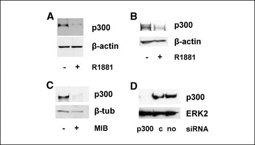 Figure 1. Androgens down-regulate p300 expression in prostate cancer cells. LNcaP cells were seeded in medium supplemented with CSS. Two days later, the medium was changed and cells were treated with 5 nmol/L of the synthetic androgens R1881 (A) or mibolerone (MIB; C) or ethanol vehicle for 72 h. Total protein extracts were prepared, and equal amounts of protein were analyzed by Western blotting using an antibody directed against p300. B, LAPC-4 cells were seeded in complete medium. Two days later, cells were washed once with CSS medium, fresh CSS medium was added, and cells were grown in the presence or absence of 5 nmol/L R1881. Seventy-two hours later, cells were harvested and p300 expression was analyzed as described above. D, to confirm specificity of the p300 antibody, LNCaP cells were transfected with siRNAs targeting p300 or control siRNAs (c) or a mock transfection (no siRNA, no) was done. Three days later, total protein extracts were prepared and p300 expression was evaluated. To assess potential intersample loading differences, blots were stripped and reprobed with antibodies recognizing β-tubulin (β-tub), β-actin, or ERK2.