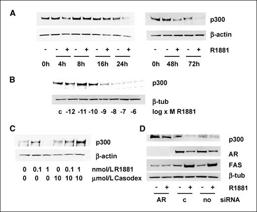 Figure 2. Characterization of the androgen-induced down-regulation of p300 expression. A, time course of the effects of androgens on p300 expression. LNCaP cells were seeded in CSS medium. Two days later, medium was changed and cells were treated with 5 nmol/L R1881 for the indicated periods. Total protein extracts were prepared, and equal amounts of protein were analyzed by Western blotting using an antibody directed against p300. B, dose dependence of the effects of androgens on p300 expression. LNCaP cells were seeded in CSS medium. Two days later, medium was changed and cells were treated with the indicated concentration of R1881 for 72 h. Cells were harvested, and p300 expression was analyzed as described above. C and D, involvement of AR in androgen-induced down-regulation of p300 expression. C, inhibition of AR activity. Two days after being plated in CSS medium, LNCaP cells received fresh medium and were treated with or without 0.1 or 1 nmol/L R1881 in the presence or absence of 10 μmol/L of the AR antagonist Casodex. After 72 h, whole-cell lysates were prepared and p300 expression was evaluated by immunoblotting as described. D, knock down of AR expression. LNCaP cells were seeded in FBS medium without added antibiotics. On the next day, cells were transiently transfected with siRNAs targeting AR or control siRNAs, or mock-transfected. Forty-eight hours after transfection, cells were treated with R1881 (5 nmol/L) or ethanol vehicle. Three days later, cells were harvested and p300 expression was assessed as described above. To evaluate potential loading differences, blots were stripped and reprobed with an antibody against β-actin or β-tubulin (A–D).