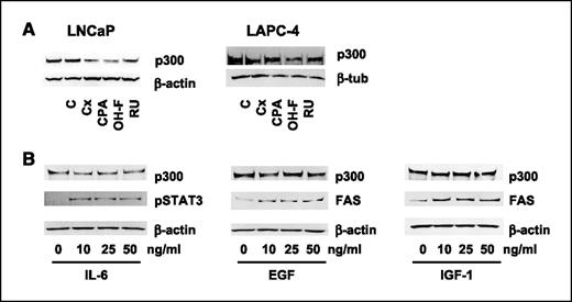 Figure 5. Effects of antiandrogens, growth factors, and cytokines on androgen deprivation–induced p300 expression. A, effects of antiandrogens. Cells were seeded in CSS (LNCaP) or complete (LAPC-4) medium. Two days later, medium was replaced (CSS medium) and cells were treated with ethanol vehicle, bicalutamide (Casodex; 10 μmol/L), cyproterone acetate (10 μmol/L), hydroxyflutamide (10 μmol/L), or mifeprestone (RU486; 1 μmol/L). Three days later, total protein extracts were prepared and equal amounts of protein were analyzed by Western blotting using an antibody directed against p300. B, effects of growth factors and cytokines. LNCaP cells were seeded in CSS medium. After 2 d, medium was changed and cells were treated with increasing doses of EGF, IGF-I, or IL-6 for 24 h. Cells were harvested and p300 expression was assessed as described above. To verify viability of the factors used, expression of FAS or pSTAT3 was evaluated. To evaluate potential loading differences, blots were stripped and reprobed with antibodies against β-tubulin or β-actin (A, B).