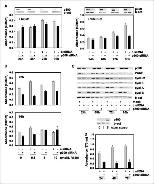 Figure 6. Effect of changes in p300 expression on prostate cancer cell viability. A, effect of siRNA-mediated loss of p300 expression on cell viability of LNCaP and LNCaP-Rf cells. Cells were transfected with siRNA against p300 (black columns) or control siRNAs (gray columns) as described. Twelve to 16 h after transfection, medium was changed. Twenty-four, 48, 72, and 96 h later, cell viability was assessed by means of an MTS assay reading absorbance at 490 nm. Columns, means of five individual measurements; bars, SE. B, comparison of the effect of androgens and siRNA-mediated loss of p300 expression on cell viability of LNCaP cells. Cells were transfected with siRNA against p300 (black columns) or control siRNAs (gray columns) as described. Twelve to 16 h after transfection, medium was changed and cells were treated with 0, 0.1, 1, or 10 nmol/L R1881 for the indicated periods. Cell viability was assessed by means of an MTS assay, measuring absorbance at 490 nm. Columns, means of five individual measurements; bars, SE. C, effect of siRNA-mediated loss of p300 expression on expression of key regulators of apoptosis or cell growth. LNCaP-Rf cells were transfected with siRNA targeting p300 expression or control siRNA. On the next day, medium was replaced. Twenty four, 48, 72, and 96 h later, cell lysates were prepared and Western blotting was done as described (top). LNCaP-Rf cells were treated with 0, 1, or 5 ng/mL staurosporine for 24 h. Cell lysates were prepared, and Western blotting was done as described above. D, effect of siRNA-mediated loss of p300 expression on BrdUrd incorporation. LNCaP-Rf cells were transfected with siRNA against p300 (black columns) or control siRNAs (gray columns) as described. Twelve to 16 h after transfection, medium was changed. Twenty four, 48, 72, and 96 h later, BrdUrd incorporation was assessed by means of an ELISA assay, reading absorbance at 370 nm. Columns, means of five individual measurements; bars, SE.
