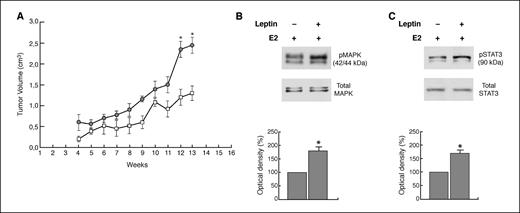 Figure 1. Effect of leptin on growth of MCF-7 cell tumor xenografts. A, xenografts were established with MCF-7 cells in female mice implanted with E2 pellet. One group was treated with 230 μg/kg leptin (, n = 5) and a second group with vehicle (□, n = 5). *, P < 0.05, treated versus control group. Representative Western blot on protein extracts from xenografts excised from control mice and mice treated with leptin showing MAPK (B) and STAT3 (C) activation. The immunoblots were stripped and reprobed with total MAPK and STAT3, which serve as the loading control. pMAPK, phosphorylated MAPK; pSTAT, phosphorylated STAT. Columns, mean of three separate experiments in which the band intensities were evaluated in terms of optical density arbitrary units and expressed as the percentage of the control assumed as 100%; bars, SE. *, P < 0.05.