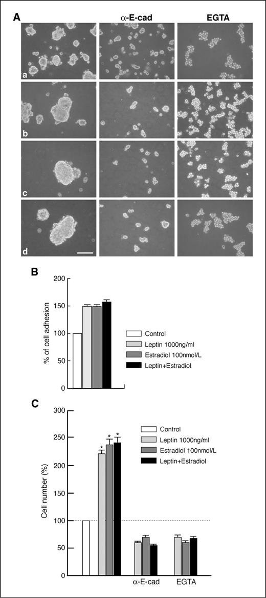 Figure 2. Leptin-enhanced cell-cell adhesion and proliferation depend on E-cadherin function. A, E-cadherin–positive MCF-7 cells were seeded in 2% agar–coated plates and cultured as three-dimensional spheroids (a–d). To block E-cadherin function, the medium was supplemented with E-cadherin antibody (1:100 dilution; α-E-cad) or EGTA (4 mmol/L). Cells were untreated (a) or treated with leptin (b), E2 (c), and leptin plus E2 (d) for 48 h and then photographed under phase-contrast microscopy. Bar, 50 μm. B, six-well plates were coated with E-cadherin/Fc recombinant protein, and binding of cells were measured by the 3-(4,5-dimethylthiazol-2-yl)-2,5-diphenyltetrazolium bromide assay. Columns, mean of five wells; bars, SE. C, proliferation of MCF-7 cells treated with leptin and/or E2 for 48 h in the absence or presence of E-cadherin antibody (1:100 dilution; α-E-cad) or EGTA (4 mmol/L). Columns, average of three experiments; bars, SE. Representative results. *, P < 0.05.