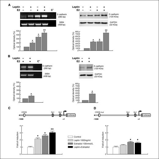 Figure 3. Leptin up-regulates E-cadherin expression in MCF-7 spheroids and xenografts. Reverse transcription-PCR of E-cadherin mRNA was done in MCF-7 three-dimensional cultures stimulated for 48 h with 1,000 ng/mL leptin and/or 100 nmol/L E2 (A) as well as in xenografts (B). 36B4 mRNA levels were determined as a control. C−, RNA sample without the addition of reverse transcriptase (negative control). Protein extracts obtained from MCF-7 spheroids (A) and xenografts (B) were immunoblotted with a specific antibody against human E-cadherin. Representative results. GAPDH, glyceraldehyde-3-phosphate dehydrogenase. Columns, mean of three separate experiments in which the band intensities were evaluated in terms of optical density arbitrary units and expressed as the percentage of the control assumed as 100%; bars, SE. MCF-7 cells were transiently transfected with a luciferase reporter plasmid containing the human E-cadherin promoter full-length p-1008/+49 (C) or mutated in the CREB site (CREB mut; D). Schematic representation of human E-cadherin promoter constructs. The +1 position represents the transcriptional initiation site. The cells were left untreated (control) or treated in the presence of 1,000 ng/mL leptin and/or 100 nmol/L E2. Columns, mean of three separate experiments; bars, SE. In each experiment, the activities of the transfected plasmid were assayed in triplicate transfections. *, P < 0.05; **, P < 0.01 compared with control.