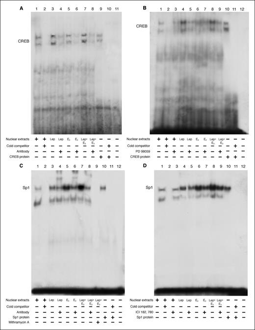 Figure 4. Effects of in vitro leptin treatment on CREB-DNA and Sp1-DNA binding activity in MCF-7 cells. Nuclear extracts from MCF-7 cells were incubated with a double-stranded CREB-specific (A and B) or Sp1-specific (C and D) consensus sequence probe labeled with [γ-32P]ATP and subjected to electrophoresis in a 6% polyacrylamide gel (lane 1). A, we used as positive control a transcribed and translated in vitro CREB protein (lane 9). Competition experiments were done by adding as competitor a 100-fold molar excess of unlabeled probe (lanes 2 and 10). MCF-7 nuclear extracts treated with 1,000 ng/mL leptin (Lep) and/or 100 nmol/L E2 for 48 h incubated with probe (lanes 3, 5, and 7, respectively). The specificity of the binding was tested by adding to the reaction mixture a CREB antibody (lanes 4, 6, and 8). B, MCF-7 cells were serum starved overnight with 10 μmol/L PD 98059 (lanes 3, 5, 7, and 9). Lanes 11 (A) and 12 (B) contain probe alone. C, Sp1 human recombinant protein was used as positive control (lane 10). Competition experiments were done by adding as competitor a 100-fold molar excess of unlabeled probe (lanes 2 and 11). MCF-7 nuclear extracts treated with 1,000 ng/mL leptin and/or 100 nmol/L E2 for 48 h incubated with probe (lanes 3, 5, and 7, respectively). The specificity of the binding was tested by adding to the reaction mixture a Sp1 antibody (lanes 4, 6, and 8). The formation of DNA-Sp1 complexes was blocked by the addition of 100 μmol/L mithramycin A (lane 9). D, the pure antiestrogen ICI 182,780 (1 μmol/L) was added in leptin-treated (lane 5) and/or E2-treated (lanes 7 and 9) MCF-7 nuclear extracts. Lane 12 contain probe alone.