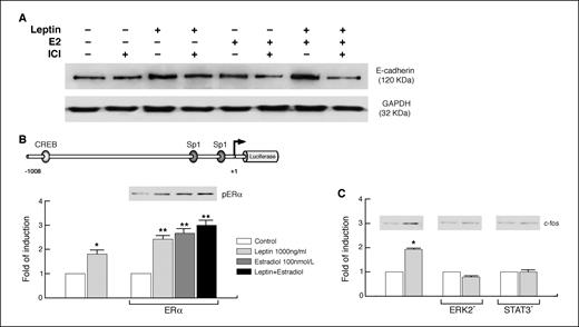 Figure 6. Influence of ERα on leptin-induced upregulation of E-cadherin expression. A, MCF-7 spheroids were preincubated with 1 μmol/L ICI 182,780 (ICI) for 1 h and then treated with leptin (1,000 ng/mL) and/or E2 (100 nmol/L) for 48 h. Total proteins (50 μg) were immunoblotted with a specific antibody against human E-cadherin. GAPDH serves as loading control. B, ER-negative HeLa cells were transfected with a plasmid containing E-cadherin promoter or cotransfected with E-cadherin promoter and pHEGO. Transfected cells were treated with leptin (1,000 ng/mL) and/or E2 (100 nmol/L) for 48 h. Columns, means of three separate experiments; bars, SE. In each experiment, the activities of the transfected plasmids were assayed in triplicate transfections. Inset, Western blot analysis for phosphorylated ERα (pERα) using anti–phosphorylated ERα (Ser118). *, P < 0.05; **, P < 0.01, compared with control. C, HeLa cells were transiently transfected with dominant-negative ERK2 or STAT3 plasmid and then treated for 48 h with leptin. In each experiment, the activities of the transfected plasmids were assayed in triplicate transfections. Inset, Western blot analysis for c-fos. *, P < 0.05, compared with control.