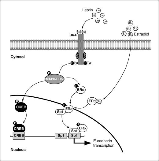 Figure 7. Hypothesized model of leptin signaling in modulating E-cadherin expression in breast cancer. Interaction of leptin (Lep) with its specific receptor (ObR) induces, through MAPK activation, phosphorylation of CREB and its transactivation. Leptin may potentiate the transactivation of ERα, which in turn may interact with Sp1 and bind DNA in a nonclassic way. Both CREB and Sp1 transcriptional factors bind on E-cadherin promoter at specific responsive sequences and induce an enhanced E-cadherin expression.