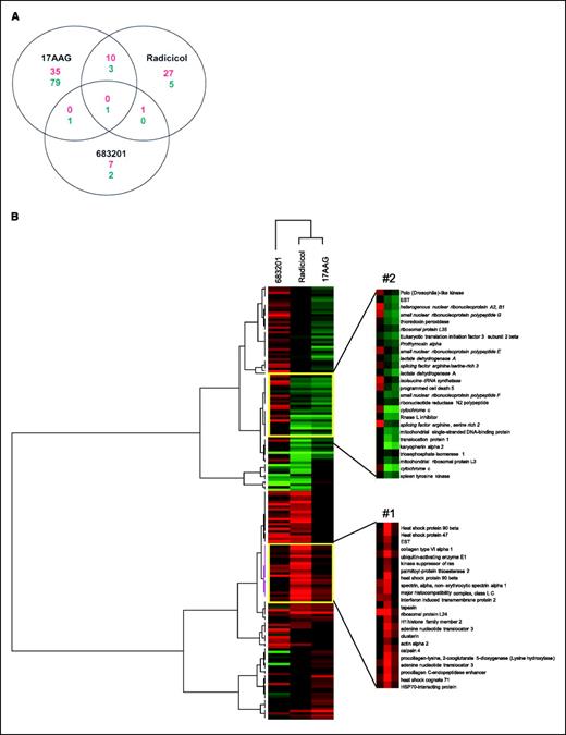 Figure 1. A, Venn diagram illustrating the number of genes that show altered expression at the mRNA level in response to 17AAG, radicicol, and the essentially inactive 17AAG analogue NSC683201 using Lowstra statistical analysis. Red numbers, genes that show increased expression following treatment; green numbers, genes that show decreased expression in response to these agents. Numbers in the circle intersections relate to genes that exhibit altered expression in common with agents named in the corresponding circles. B, hierarchical clustering using self-organizing maps of mRNA expression changes in A2780 cells treated with 17AAG, radicicol, and NSC683201. Gene expression data were analyzed using the clustering algorithm of Eisen et al. (36). Green signal, gene for which expression is decreased; red signal, gene for which expression is increased; black, no difference. The intensity of the color is proportional to the degree of difference from the median. The dendrogram illustrates all mRNAs identified as outliers using the Lowstra statistical program (P < 0.02) following treatment with 17AAG, radicicol, and the essentially inactive 17AAG analogue NSC683201. Yellow boxes, selected clusters. Cluster #1, group of genes that are up-regulated following treatment with both active HSP90 inhibitors and includes a number of HSP and HSP cochaperone genes. Cluster #2, group of genes that are down-regulated following treatment with both active HSP90 inhibitors and includes genes that have been shown to be regulated by MYC.