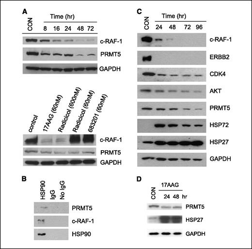 Figure 4. PRMT5 is a novel HSP90 binding partner and potential client protein. A, top, protein expression over a 72-h time course following continuous exposure to 60 nmol/L 17AAG in A2780 human ovarian cancer cells. Western blots were done using an antibody against c-RAF-1 and PRMT5. Glyceraldehyde-3-phosphate dehydrogenase (GAPDH) was used as a loading control. Bottom, altered protein expression following the 24-h exposure to 60 nmol/L 17AAG, 60 and 600 nmol/L radicicol, and 60 nmol/L of the essentially inactive 17AAG analogue NSC683201 in A2780 cells. Western blots were done using antibodies against c-RAF-1 and PRMT5. GAPDH was used as a loading control. B, immunoprecipitation was done on A2780 cells using an antibody to HSP90 and an IgG control. An additional control was incubated without the inclusion of any IgG. Western blots of the immunoprecipitated protein were probed with antibodies to c-RAF-1, PRMT5, and HSP90. C, altered protein expression changes following the 24- to 96-h continuous exposure of WM266.4 human melanoma cells to 5× IC50 17AAG. Immunoblots were probed with antibodies to c-RAF-1, ERBB2, CDK4, c-AKT, PRMT5, HSP72, HSP27, and GAPDH as loading control. D, HCT116 human colon carcinoma cells were exposed to 5× IC50 17AAG for 24 or 48 h. Protein expression was analyzed using antibodies against HSP27 and PRMT5. Glyceraldehyde-3-phosphate dehydrogenase was used as a loading control.