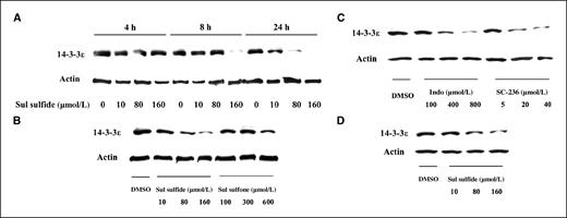 Figure 1. NSAIDs suppressed 14-3-3ε expression. HT-29 cells were treated with (A) sulindac (Sul) sulfide for 4 to 24 h, (B) sulindac sulfone for 24 h, or (C) indomethacin (Indo) or SC-236 for 24 h. D, DLD-1 cells were treated with sulindac sulfide for 24 h. 14-3-3ε proteins were determined by Western blotting. Actin was determined as control. Representative of three independent experiments with similar results.