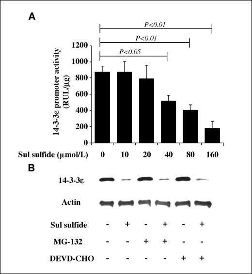 Figure 2. Sulindac sulfide suppressed 14-3-3ε expression through transcriptional inactivation. A, HT-29 cells transfected with a 14-3-3ε promoter construct were treated with increasing concentrations of sulindac sulfide for 24 h. Luciferase expression was measured and expressed as relative light units (RLU)/μg protein. Columns, mean of three independent experiments; bars, SD. Statistical difference was analyzed by ANOVA. B, HT-29 cells were pretreated with MG-132 (10 μmol/L) or DEVD-CHO (50 μmol/L) for 30 min followed by sulindac sulfide (160 μmol/L) for 24 h. 14-3-3ε proteins were determined by Western blotting. This blot is representative of three experiments with similar results.