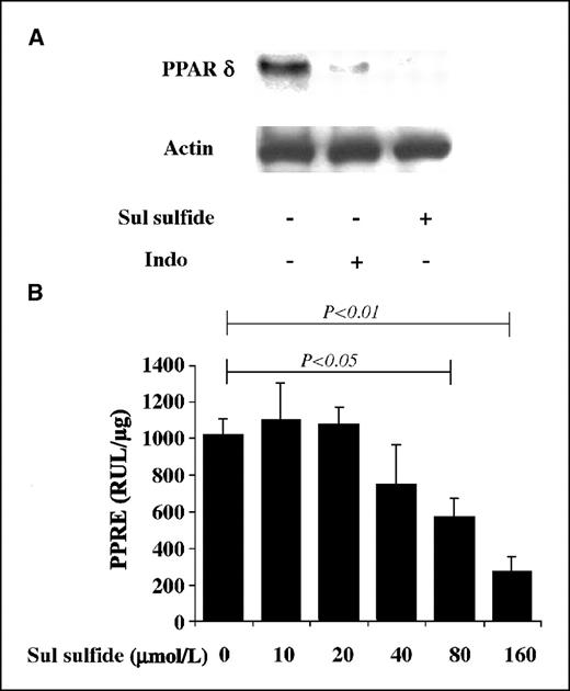 Figure 3. NSAIDs inhibited PPARδ. A, HT-29 cells treated with sulindac sulfide (160 μmol/L) or indomethacin (800 μmol/L) for 24 h. PPARδ protein was determined by Western blotting. This blot is representative of three experiments with similar results. B, HT-29 cells transfected with a PPRE construct were treated with sulindac sulfide for 24 h. Luciferase expression was measured. Columns, mean of three independent experiments; bars, SD.