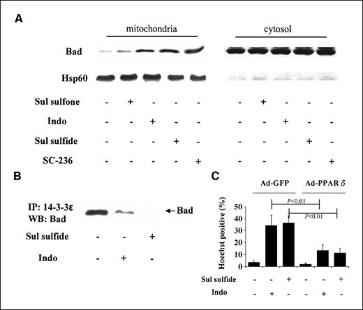 Figure 5. NSAIDs induced Bad translocation to mitochondria and apoptosis. A, HT-29 cells were treated with sulindac sulfone (300 μmol/L), sulindac sulfide (160 μmol/L), indomethacin (800 μmol/L), or SC-236 (40 μmol/L) for 8 h. Mitochondrial and cytosolic fractions were isolated and Bad proteins were determined by Western blotting. Hsp60 was analyzed to validate the homogeneity of mitochondrial fraction. B, HT-29 cells were treated with sulindac sulfide (160 μmol/L) or indomethacin (800 μmol/L) for 8 h. Cell lysates were immunoprecipitated with a 14-3-3ε antibody. Bad proteins in the precipitate were analyzed by Western blotting. C, Ad-GFP and Ad-PPARδ transfected HT-29 cells were treated with 160 μmol/L of sulindac sulfide or 800 μmol/L of indomethacin for 24 h. Percentages of apoptotic cells were determined by Hoechst staining. Columns, mean of three independent experiments; bars, SD.