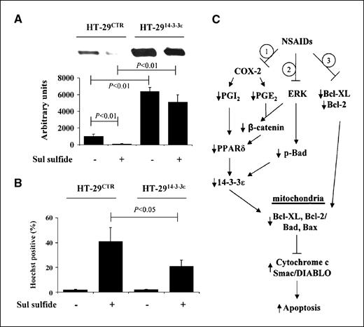 Figure 6. 14-3-3ε overexpression rescued HT-29 from apoptosis. HT-29 stably transfected with 14-3-3ε (HT-2914-3-3ε) and control (HT-29CTR) were treated with or without sulindac sulfide (160 μmol/L) for 24 h. A, 14-3-3ε proteins were analyzed by Western blotting. B, apoptosis was analyzed by Hoechst staining. Columns, mean of three independent experiments; bars, SD. C, a schematic illustration of multiple biochemical processes via which NSAIDs induce apoptosis. Process 1 refers to a COX-2–dependent pathway in which NSAIDs inhibit COX-2–derived PGI2 and PGE2 productions, and thereby suppress PPARδ-mediated 14-3-3ε expression. Processes 2 and 3 are considered COX-2–independent. In process 2, NSAIDs block extracellular signal–regulated kinase (ERK) activation, thereby reducing Bad phosphorylation and enhancing Bad translocation to the mitochondria. In process 3, NSAIDs inhibit Bcl-XL and Bcl-2 protein levels. A common result of these processes is a reduced ratio of Bcl-XL and Bcl-2 to Bad and Bax at mitochondria, and an increased release of proapoptotic factors, notably Smac/DIABLO from mitochondria into the cytosol which contribute to caspase 3 activation and apoptosis.