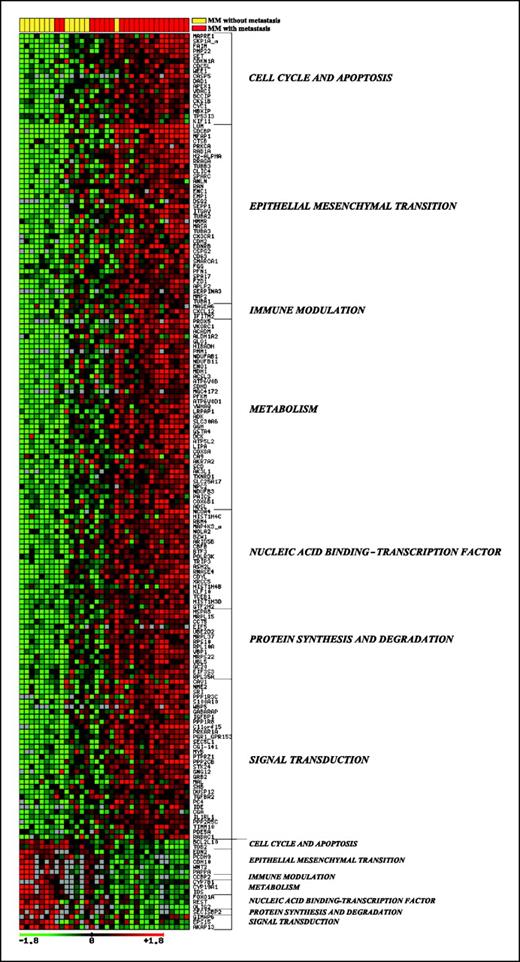 Figure 2. Results of global expression profiling between primary CMM with metastasis at follow-up (red squares) and primary CMM without metastasis (yellow squares). Expression data for each gene in each profiled sample are presented in the form of a heat map (green to red scale) of log2-transformed ratios. Names on the right represent the main functional category for each gene. Up-regulated genes are at the top and down-regulated genes are at the bottom.