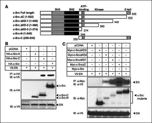 Figure 3. Immunoprecipitation analyses of overexpressed EN and its interaction with c-Src proteins in 293T cells. A, top, a schematic representation of full-length and truncated c-Src proteins. B and C, immunoprecipitation and immunoblot analyses of HA-tagged c-Src protein (B) or Myc-tagged c-Src protein (C) interacting with V5-tagged EN.