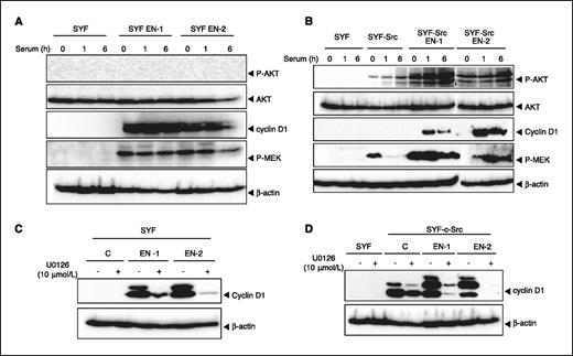 Figure 6. c-Src is required for EN-induced Akt activation in c-Src–deficient MEF cells. A, EN-expressing SYF cells exhibit elevated levels of phosphorylated Mek1 and cyclin D1, but not phosphorylated Akt. EN-expressing or control SYF cells were serum starved overnight in 0.5% serum and then stimulated with (+) and without (−) 9% calf serum–DMEM for 1 or 6 h. Data are representative of three experiments. B, EN-expressing SYF-Src cells exhibit elevated levels of phosphorylated Mek1, phosphorylated Akt, and cyclin D1. SYF cells and EN-expressing or control SYF-Src cells were serum starved overnight in 0.5% serum and then stimulated with (+) and without (−) 9% calf serum–DMEM for 1 or 6 h. Whole cell lysates were prepared for Western blotting and probed with antibodies against the phosphorylated forms of Mek1/2 (Ser217/221), phosphorylated Akt (Ser473), cyclin D1, and β-actin (as a loading control). C and D, the inhibitor U0126 reduces cyclin D1 levels in EN-expressing SYF and SYF–c-Src cells. Control and EN-expressing cells were serum starved overnight in 0.5% calf serum–DMEM and then grown in 9% calf serum–DMEM ± U0126 (10 mmol/L) for 24 h. Whole cell lysates were prepared, and immunoblotting was done using a cyclin D1 antibody. Equal loading was determined by probing the blots with an antibody against β-actin.