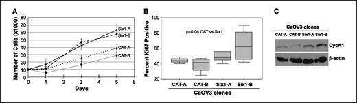 Figure 2. Six1 increases OCC proliferation concomitant with cyclin A1 induction. A, cell numbers in CaOV3-Six1 cells and CAT-transfected controls. Higher cell numbers are observed at 3 and 5 d after plating in the CaOV3 cells (P < 0.001). Solid black line, Six1-A; dashed line, Six1-B; dotted line, CAT-A; gray line, CAT-B. B, Ki-67–positive cells in CaOV3-Six1 clones compared with CAT controls. Percentage of positive cells in Six1-A and Six1-B combined is 56 ± 16 % compared with CAT-A and CAT-B combined, which is 41 ± 8% (P = 0.04). C, Western blot analysis of cyclin A1 (CycA1) protein expression in CaOV3-Six1 transfectants and CaOV3-CAT controls.