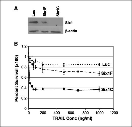 Figure 4. Six1 knockdown sensitizes OCC to TRAIL-mediated apoptosis. SKOV3 cells were transiently transfected with plasmids expressing siRNA sequences against Six1 and luciferase (Luc) as outlined in the methods. A, SIX1 Western blot analysis showing efficiency of knockdown with siRNA constructs. In the experiment shown, the Six1C construct completely knocked down SIX1 expression, whereas the Six1F construct only partially knocked down Six1. Confirmatory Western blots were done for each experiment (three experiments done) and showed similar results, with the Six1C construct always giving a near complete knockdown, and the Six1F construct resulting in partial or no knockdown. B, effect of TRAIL on cells transfected with a control (Luc, dotted line) construct, an efficient Six1-targeting construct Six1C (solid black line), and a less efficient (see Western blot) Six1-targeting construct Six1F (dashed line). Experiment was done thrice (each condition in quintuplet), and the level of Six1 knockdown correlated with TRAIL sensitivity in each experiment.