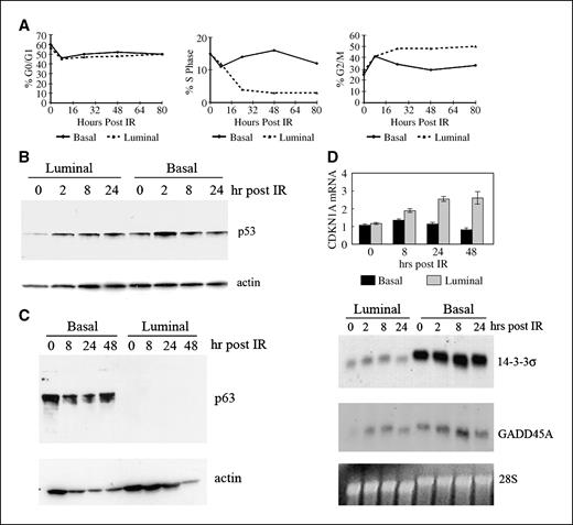 Figure 3. Response of basal and luminal breast epithelial cells to ionizing radiation. A, monolayer cultures of basal cells grown in DFCI and luminal cells grown in BCM were treated with 5 Gy of ionizing radiation (IR) and then analyzed for cell cycle by propidium iodide staining followed by flow cytometry. At time 0 (before ionizing radiation), both basal and luminal cells displayed equivalent cell cycle fractions. B, detection of p53 protein by immunoblotting after ionizing radiation. C, detection of p63 protein after ionizing radiation. D, detection of mRNA from p53-responsive genes after ionizing radiation. The p21 mRNA was detected by quantitative RT-PCR normalized to GAPDH, whereas 14-3-3σ and GADD45A were detected by Northern blotting from total RNA.