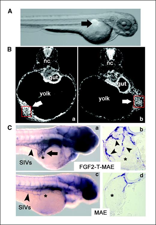 Figure 1. Tumor cell xenografts induce angiogenesis in zebrafish embryo. A, zebrafish embryo grafted with GFP-transduced cells to highlight the site of injection (arrow). B, tumorigenic murine FGF2-T-MAE cells (a) and parental MAE cells (b) were injected in the perivitelline space of zebrafish embryos at 48 hpf. After 24 h, transverse sections of the embryos were stained with DAPI to visualize the cell graft (arrow); areas within the boxes are shown at higher magnification in Supplementary Fig. S1 (nc, notochord; original magnification, ×200). C, alkaline phosphatase staining of FGF2-T-MAE cell–injected (a and b) and MAE cell–injected (c and d) embryos at 72 hpf. a and c, whole-mount lateral view showing numerous neovessels originating from the SIV basket that migrate and infiltrate the FGF2-T-MAE cell graft (arrow in a), whereas no neovessel formation is observed in embryos injected with MAE cells (c). b and d, transverse sections of the cell grafts; alkaline phosphatase-positive intratumor blood vessels in the FGF2-T-MAE cell graft (arrowheads; original magnification, ×400). a to d, cell graft (*).